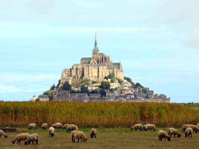 Sheep grazing on field with tidal island monastery of Mont Saint-Michel, France, in the background