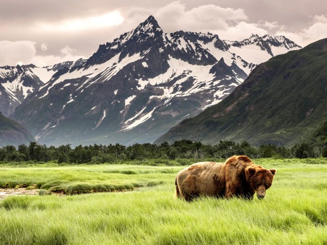 Grizzly bear in grassy field in shadow of snowy Alaska mountain peak