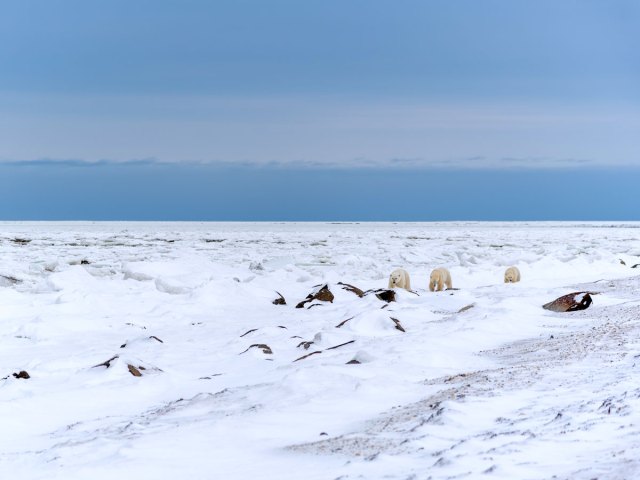 Pack of polar bears roaming snowy landscape