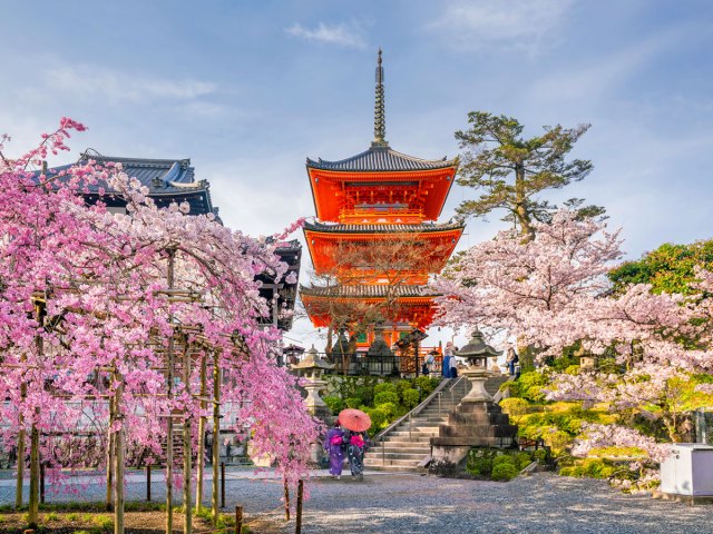Japanese temple surrounded by cherry blossom trees