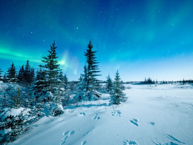 The northern lights seen over Canadian forest