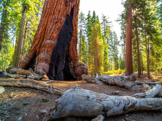 Forest of giant Sequoia trees in Yosemite National Park