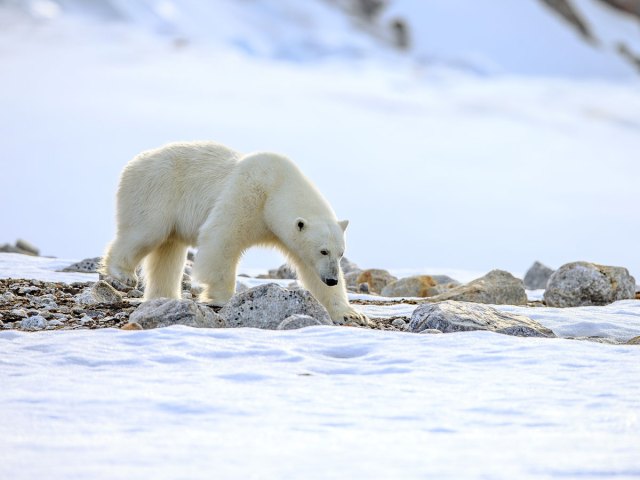 Up-close shot of polar bear