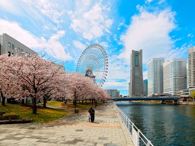 Couple standing on riverfront path under cherry blossom trees in Yokohama, Japan