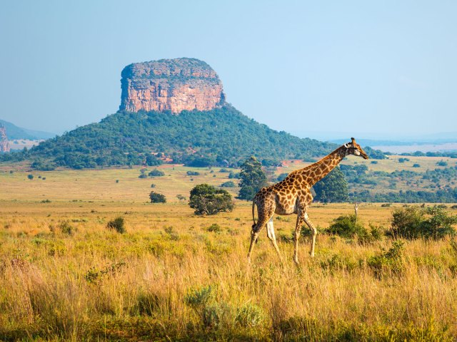 Giraffe roaming in South Africa