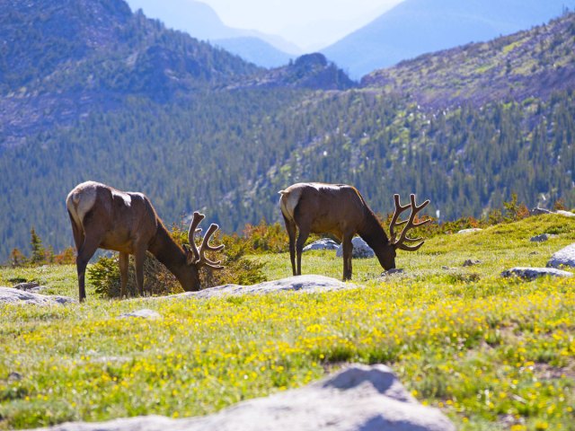 Wild elk grazing in Rocky Mountain National Park
