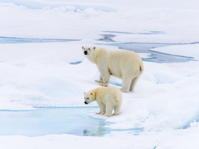 Polar bear and cub next to snow and lake