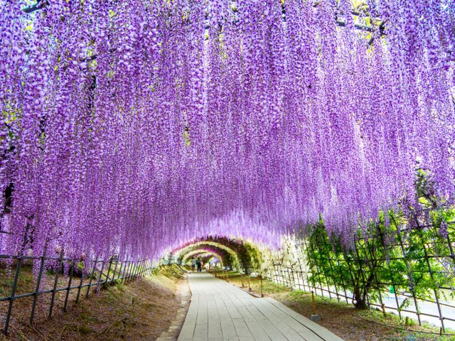 Tunnel of purple wisterias at Kawachi Fuji Gardens in Japan