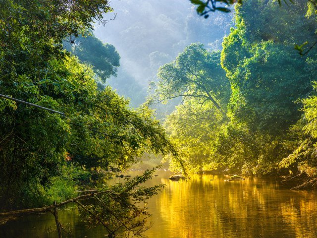 Sun shining through trees in Amazon Rainforest