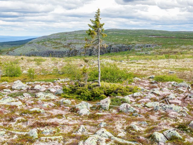 Old Tjikko spruce tree in Sweden