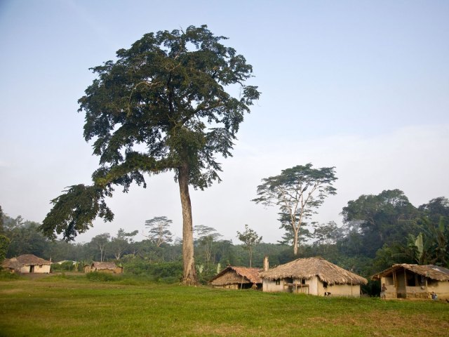 Trees and homes in Liberia