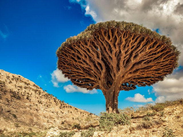 Unusually shaped dragon's blood tree on the island of Socotra in Yemen