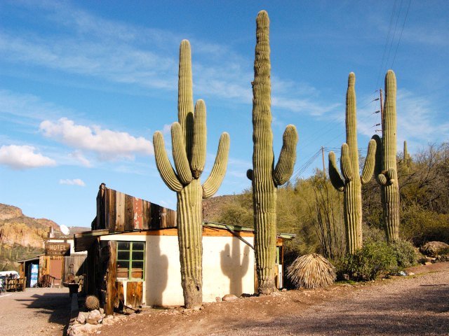 Cacti in Arizona desert town