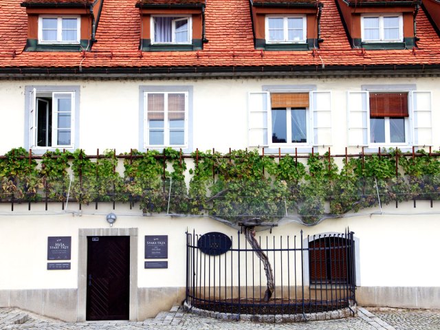 Vines under windows of house in Slovenia