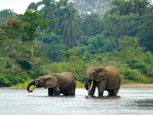 Elephants wading in river in Congo Rainforest