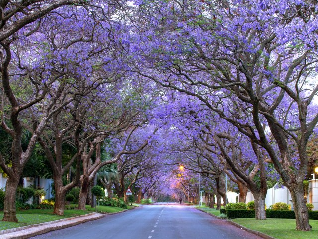 Tunnel of purple flowering trees over roadway in South Africa