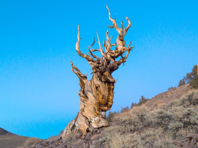 Twisted bristlecone pine in California