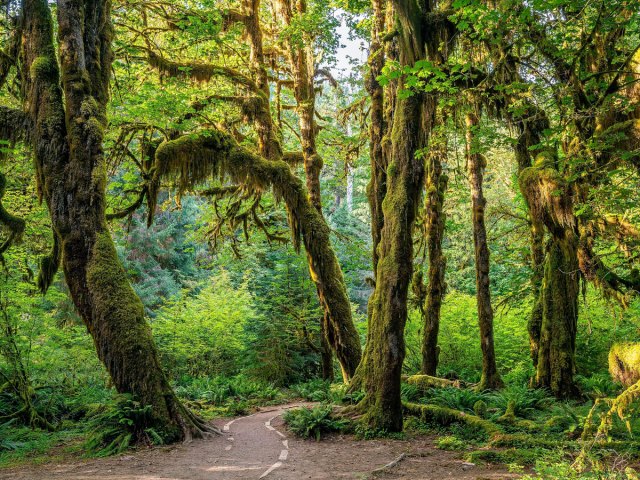 Pathway through moss-covered trees in the Hoh Rainforest of Washington