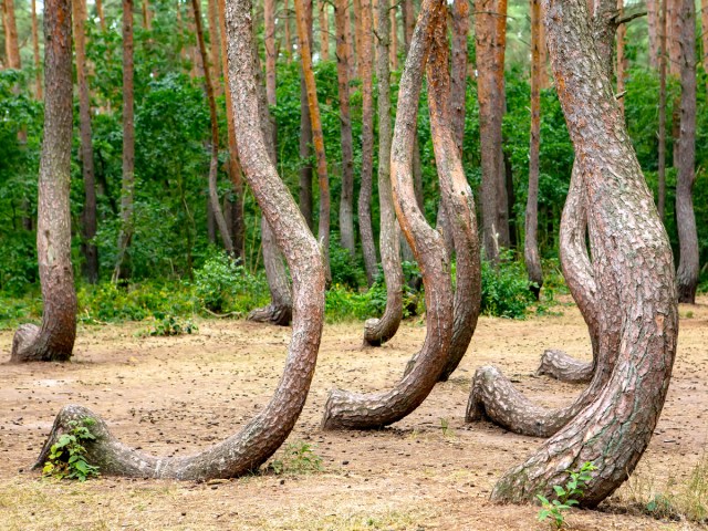 Crooked tree trunks in Poland's Krzywy Las forest