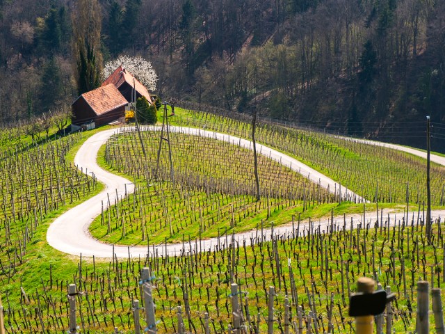 Aerial view of vineyard on sloping hillside in Maribor, Slovenia