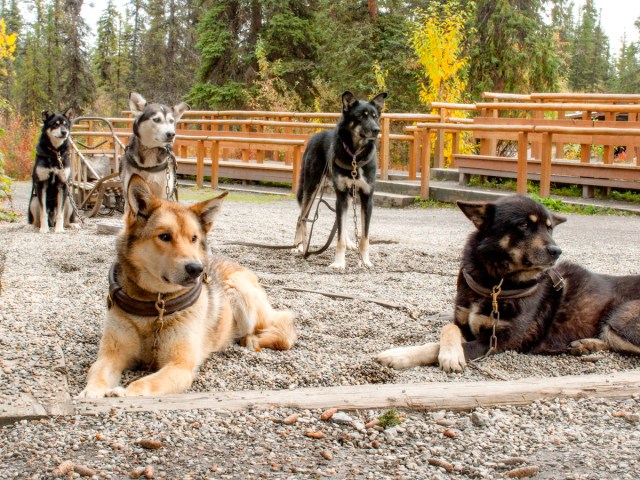 Pack of sled dogs resting in Alaska