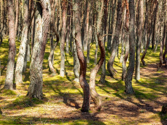 Twisting tree trunks in the "Dancing Forest" of Kaliningrad Oblast, Russia