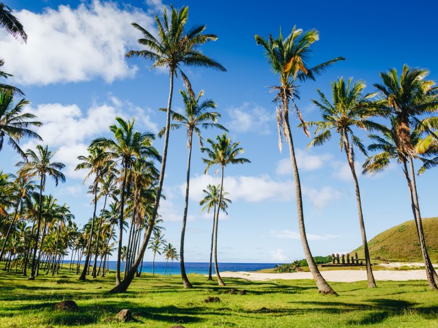 Palm trees and beach on Easter Island, Chile