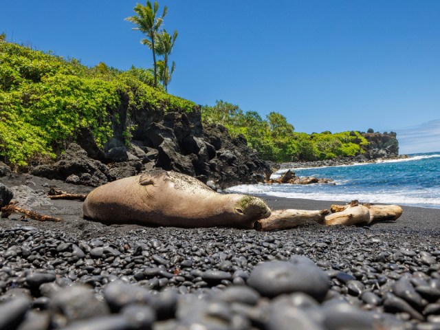 Seal lying on black sand beach at Papahānaumokuākea Marine National Monument in Hawaii