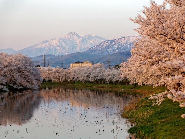 Cherry blossom trees lining lake in Japan with snow-covered peak in distance