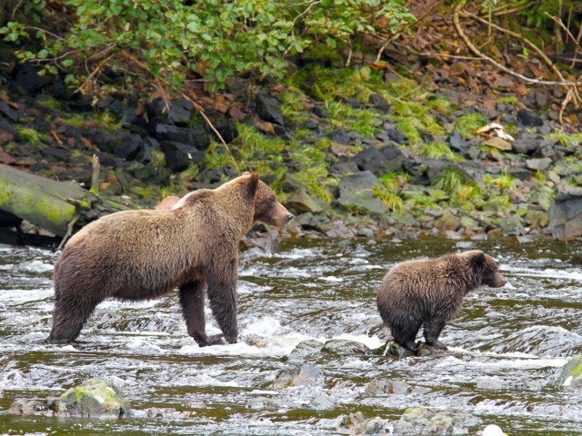 Brown bear and cub wading in Alaska river