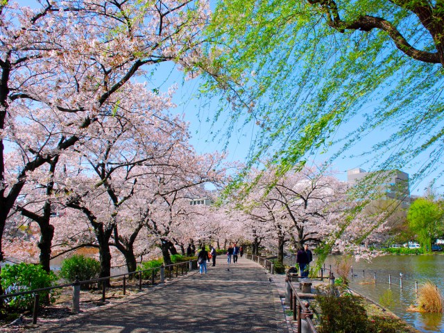 Lakefront pathway lined with cherry blossoms at Ueno Park in Tokyo, Japan