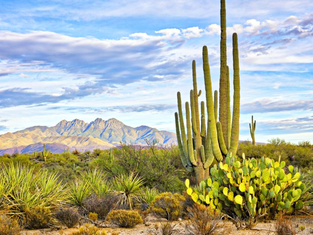 Cactus in Arizona desert landscape with mountains in the distance