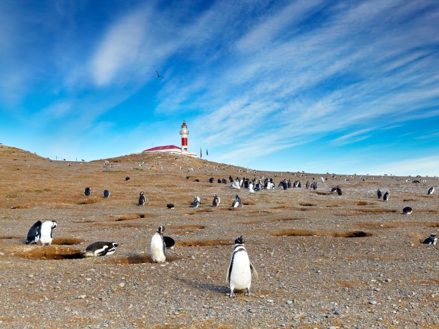 Penguins in Punta Arenas, Chile