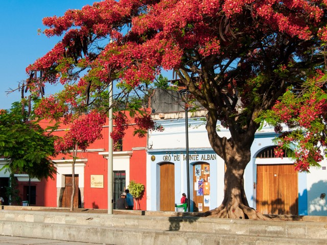 Colorful buildings and red flowering tree in Oaxaca, Mexico