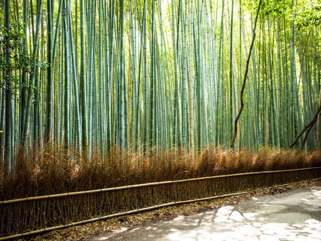 Image of Arashiyama Bamboo Grove in Kyoto, Japan
