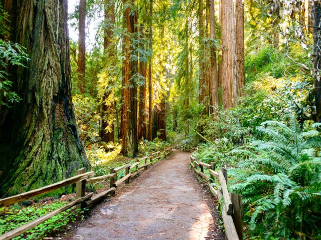 Pathway through coastal redwoods of Muir Woods, California