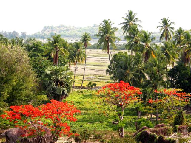 Palm trees and field with flowers in Timor-Leste