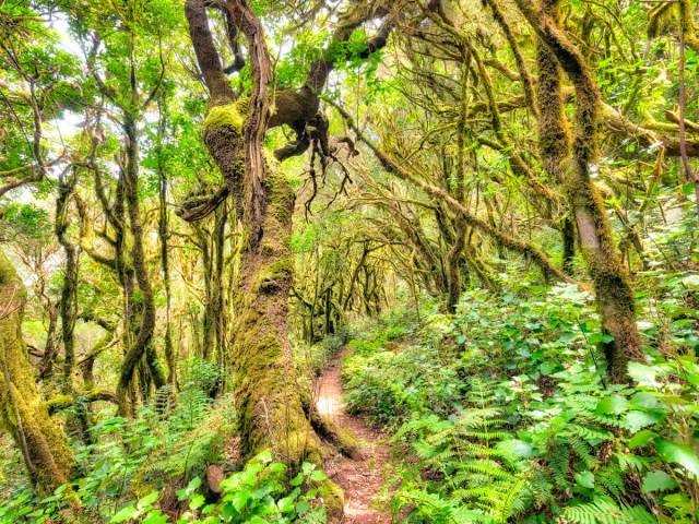 Laurisilva Forest in Garajonay National Park of the Canary Islands, Spain