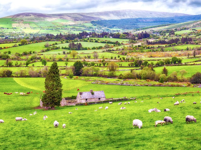 Sheep on rolling green pastures of Wicklow County, Ireland