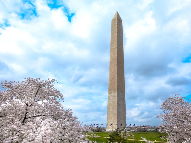 Washington Monument surrounded by cherry blossom trees in Washington, D.C.