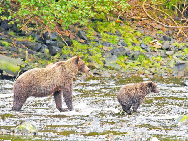 Brown bear mother and cub in river on Alaska's Admiralty Island