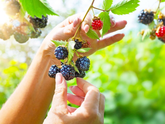 Close-up image of person picking blackberries from plant