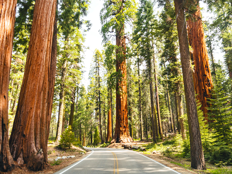 Roadway between towering sequoia trees in California