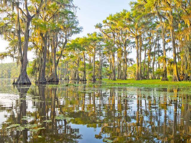 Image of Louisiana swampland with trees reflecting on water