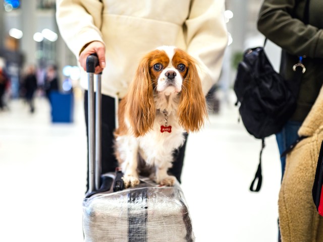 Dog standing on suitcase in airport