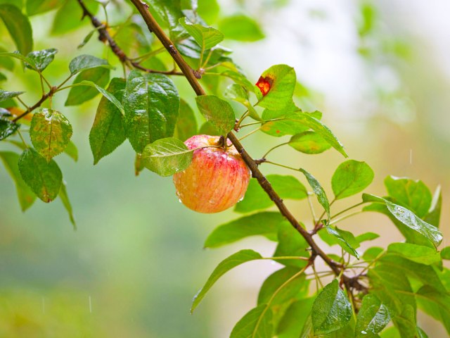 Close-up of apple growing on tree