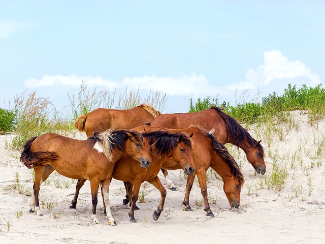 Group of wild horses on sandy beach of Assateague Island in Maryland and Virginia