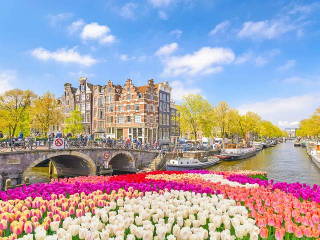 Colorful tulips blooming along canal and bridge in Amsterdam, Netherlands