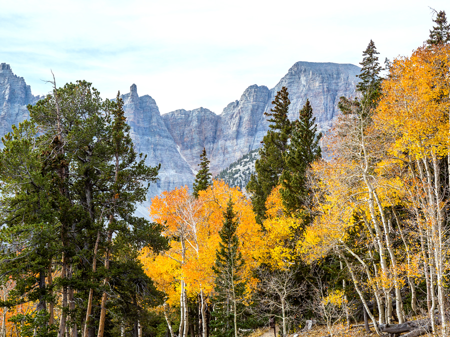 Deciduous trees and steep mountain faces in Great Basin National Park, Nevada