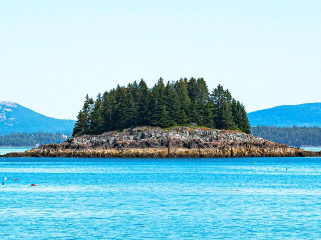 Grove of pine trees on Bar Island in Maine, seen from across water